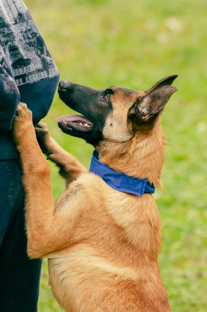 team-02 Belgian Malinois dog with blue collar in training, outdoors with owner.
