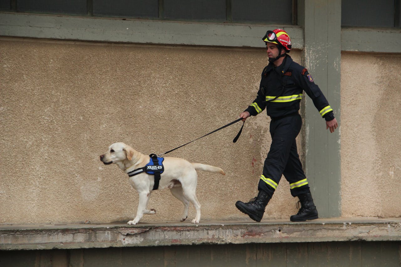 home-hero Firefighter with a Labrador rescue dog on a leash walking along a building wall in Eleusis, Greece.