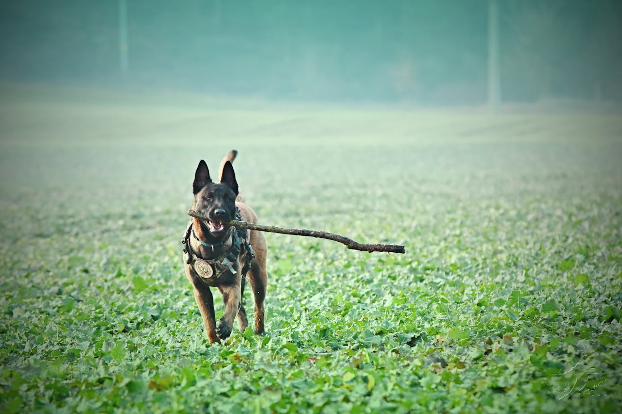 services-03 An energetic Belgian Malinois with a stick in a lush green field, enjoying a game of fetch.
