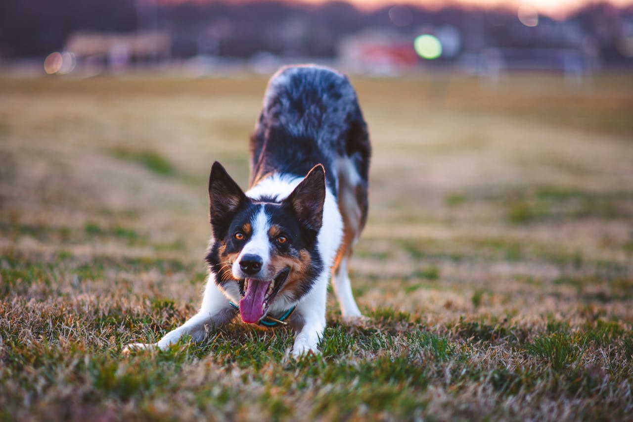 services-02 Energetic Border Collie playing in an outdoor field during sunset, showcasing vibrant colors.