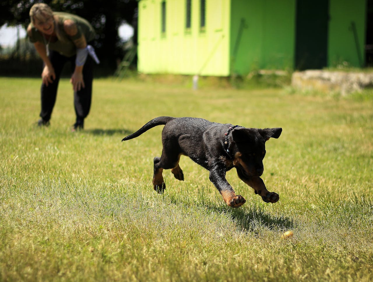 services-01 A young dog joyfully playing fetch on a grassy field with a person nearby.