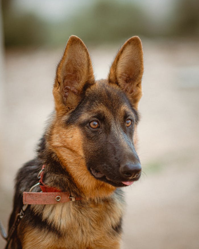 team-04 Close-up of a German Shepherd puppy wearing a red collar, captured outdoors in Jendouba, Tunisia.