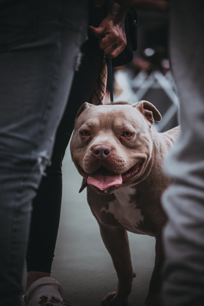 Happy pit bull on a leash, surrounded by people at an outdoor gathering.