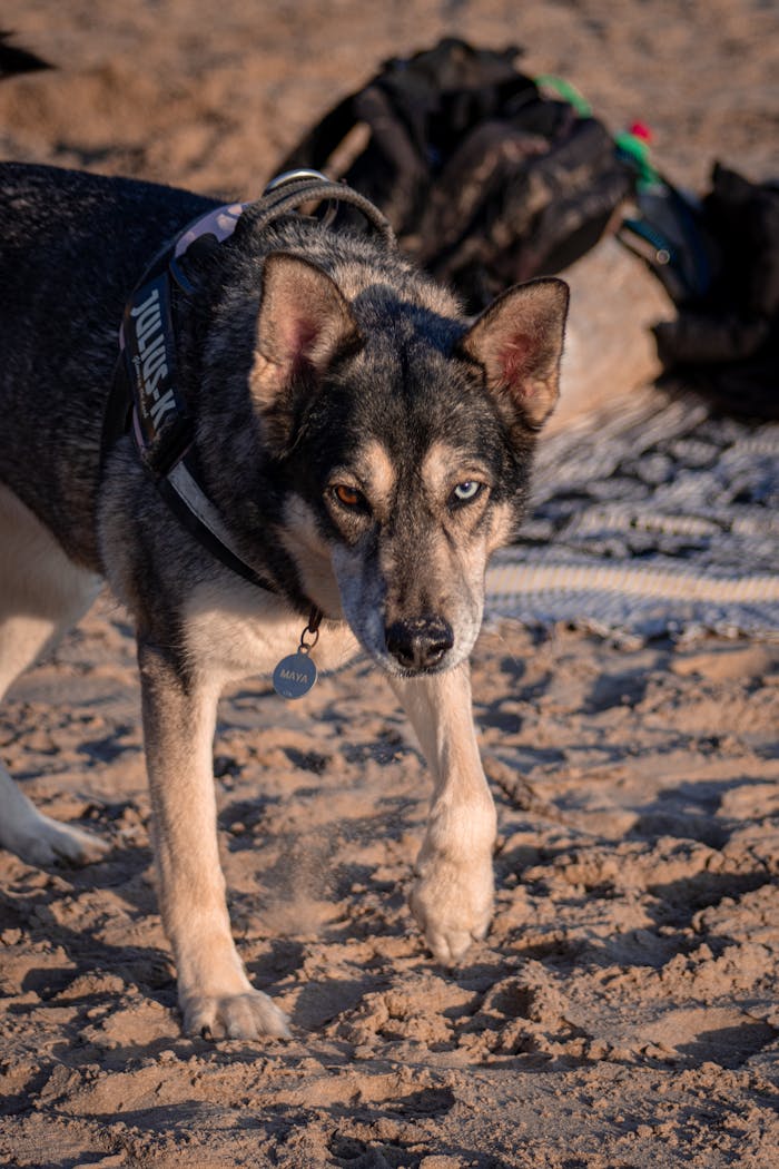Siberian Husky with unique eyes walking on a sandy beach, wearing a harness.