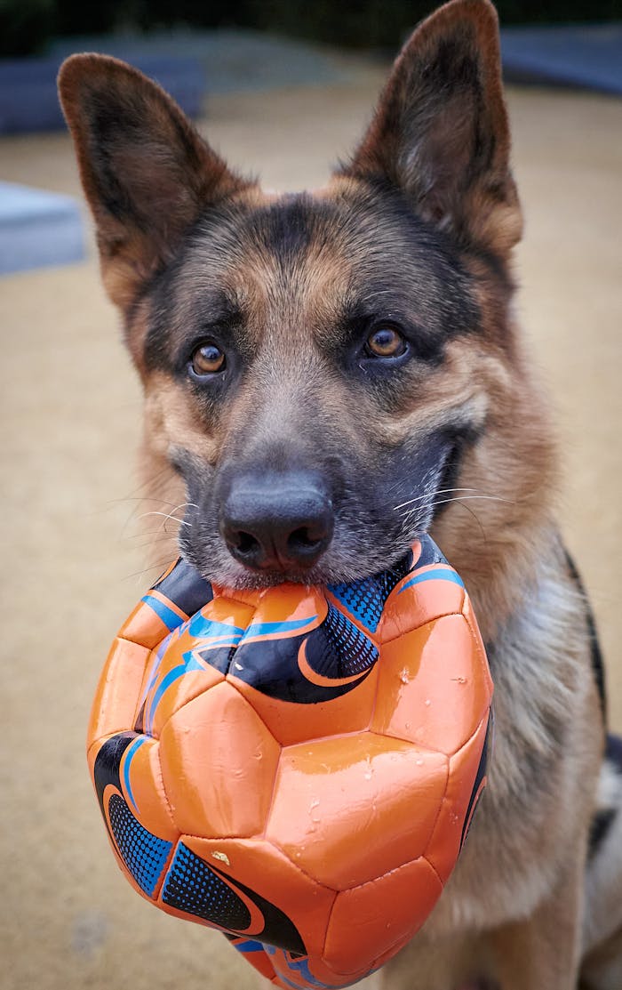 A playful German Shepherd holds an orange soccer ball outdoors in Tbilisi, Georgia.