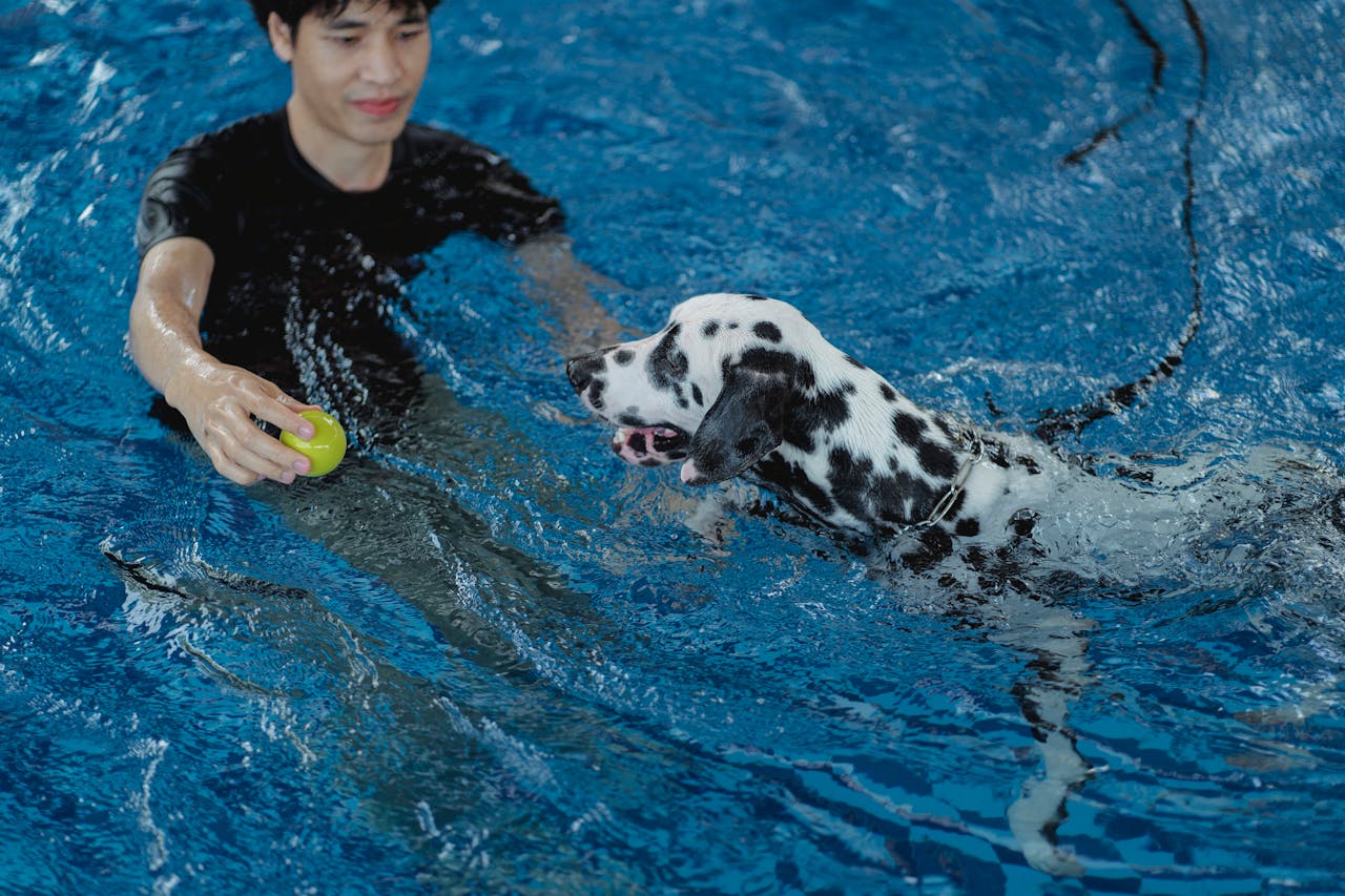 services-04 A man holding a ball trains a Dalmatian dog in a swimming pool, showcasing pet exercise.