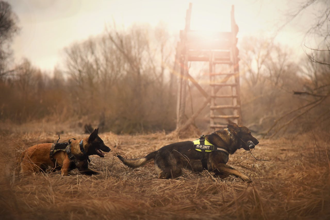 team-05 German Shepherd dogs running energetically in a grassy outdoor setting with distinct sun rays.