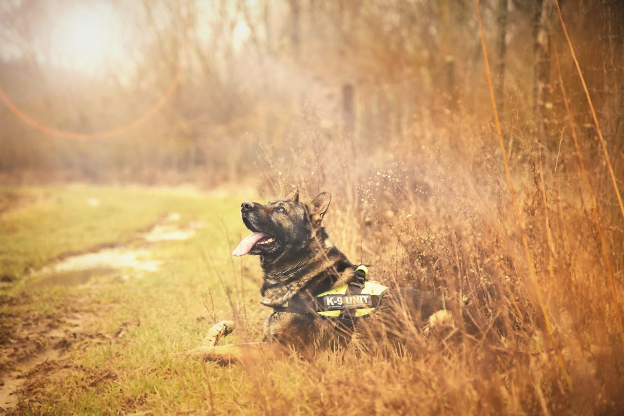 team-06 German Shepherd K9 dog relaxing in grassy countryside on a sunny day.